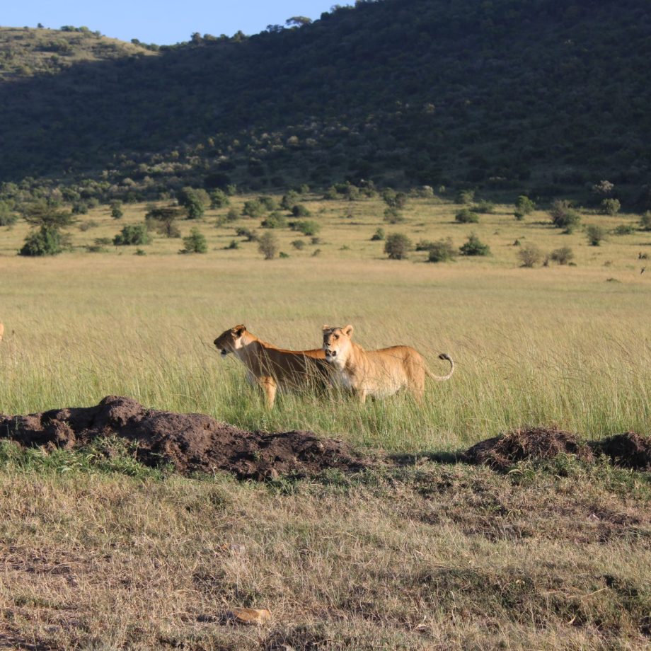 Days Nights Maasai Mara Group Joining Budget Safari With A