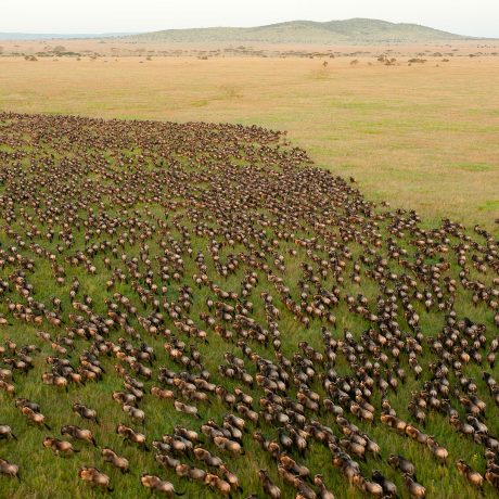 Wildebeest_Migration_in_Serengeti_National_Park_Tanzania