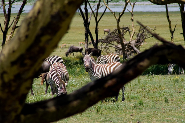 safari companies in nairobi kenya