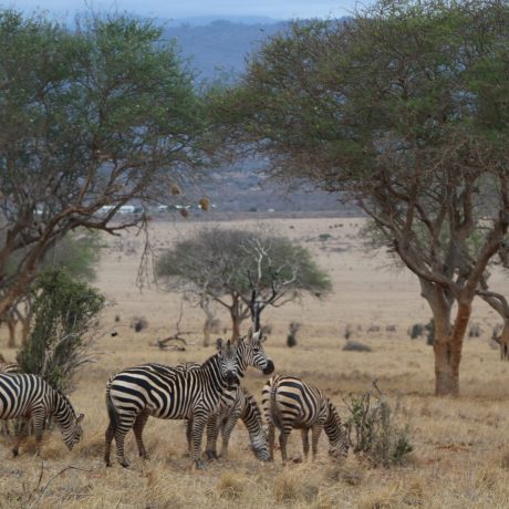 Tsavo East Safari Day 2 018