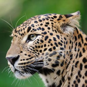 7 DAYS, 6 NIGHTS GROUP BUDGET SAFARI ACCOMMODATION TO MASAI MARA, LAKE NAKURU,NAIVASHA AND AMBOSELI NATIONAL PARK