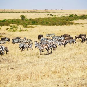 Perfect Wilderness Tours and Safaris | Kenya & East Africa Adventures