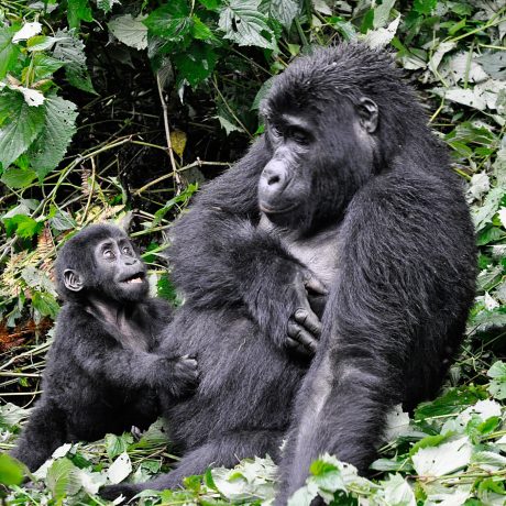 gorillas-in-Bwindi-Impenetrable-National-Park