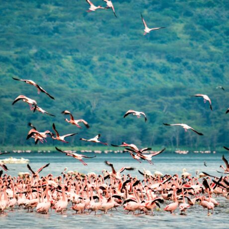 flamingo -Lake Bogoroia