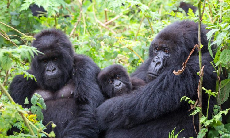 2 Days, 1 night Luxury Bwindi Gorilla Trek from Kigali