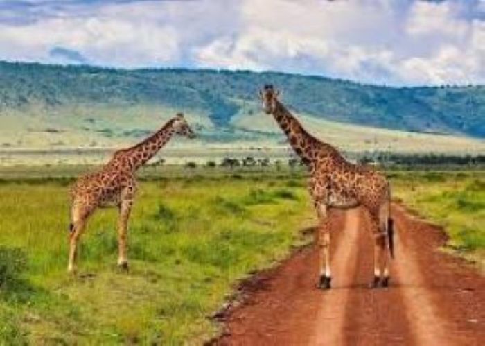 GIRAFFES