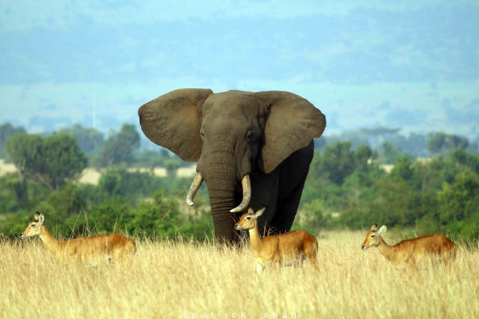 Queen-Elizabeth-National-Park