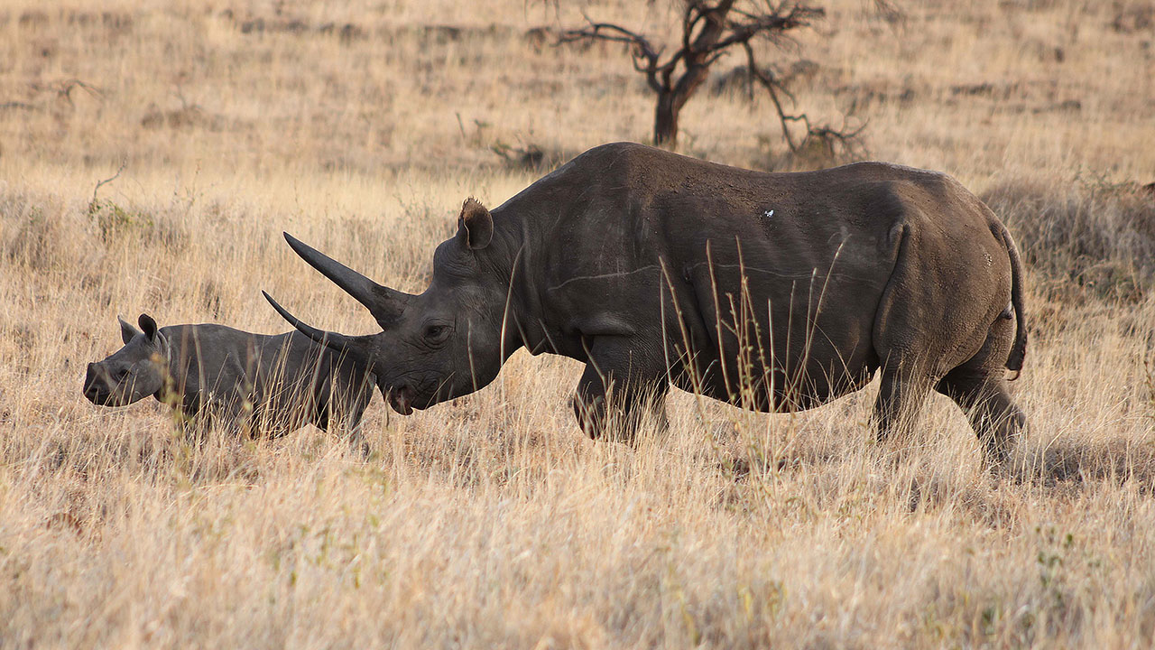 -black-rhino