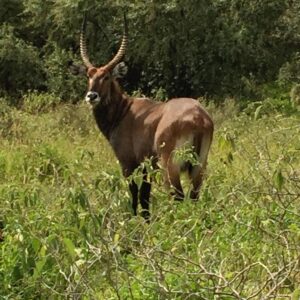 OVERNIGHT PRIVATE SAFARI TO KIGIO CONSERVANCY.